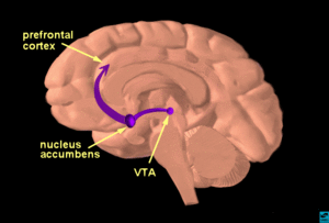 VTA.gif